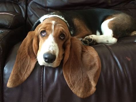 7 month basset hound puppy. Ears, ears, ears!! | Basset hound dog, Basset hound puppy, Basset hound