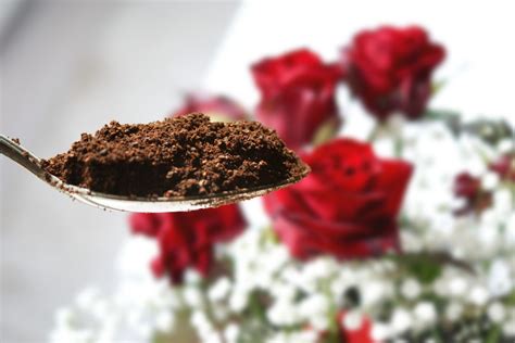 Do Roses Like Coffee Grounds? + A Secret Hack! - Gardening Dream