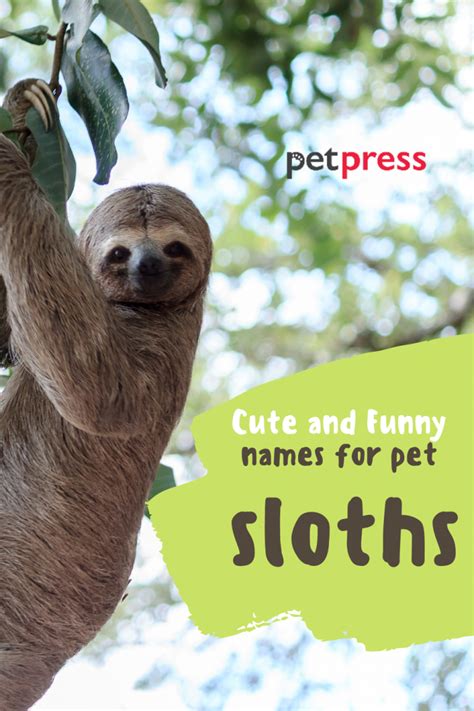 200+ Pet Sloth Names (Cute, Funny, Male, and Female Names)