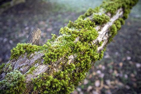 How to Get Rid of Moss on Trees [6 Simple Steps for Killing Moss] | Pepper's Home & Garden