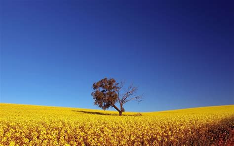 🔥 [40+] Sunny Day Wallpapers Nature Widescreen | WallpaperSafari