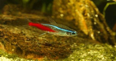 Neon Tetra Disease: A Complete Guide | FishTrivia