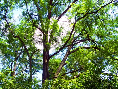 Tree Branches Free Stock Photo - Public Domain Pictures