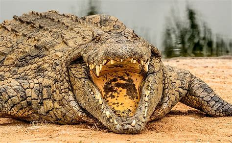 8 Interesting Facts About The Nile Crocodile - WorldAtlas.com