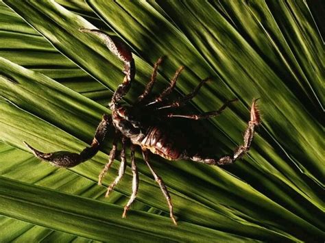 Scorpion | Wildlife wallpaper, Nature animals, Animal wallpaper