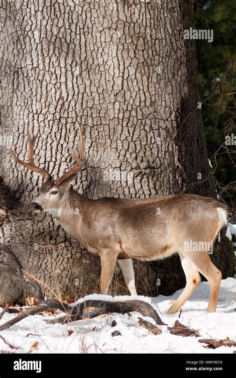 Mule deer buck with large antlers in snow, California, Yosemite ...