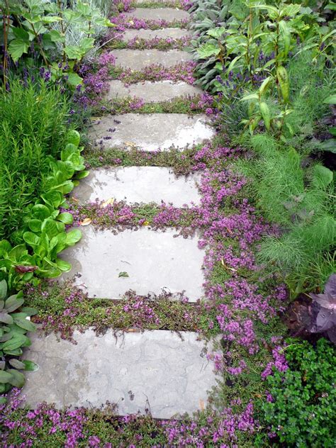 Creeping Thyme - Easy herbal ground cover. Drought tolerant, repels insects, and can even be ...