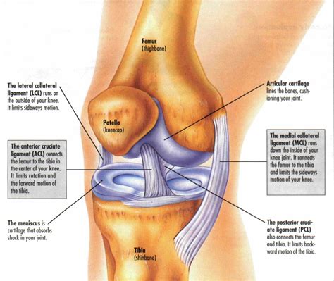 ACL, MCL, PCL, Meniscus -- what the anatomy of the knee really looks ...