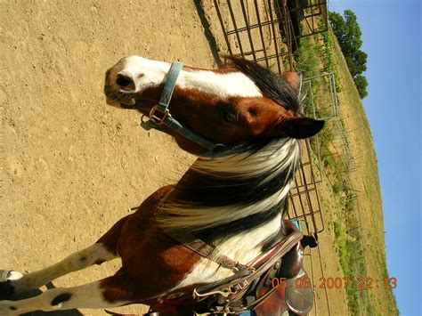 Cisco horse | Bay pinto horse | emilymaxcon | Flickr