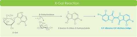 X-Gal - ZellBio GmbH - Quality and affordable reagents