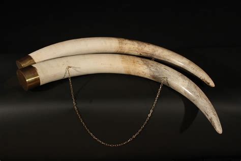 African elephant tusks - Polyester - Loxodonta africana - Masai Gallery