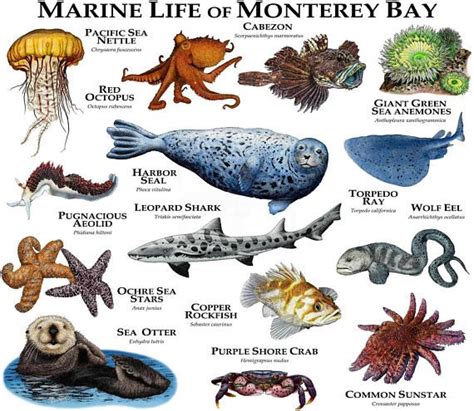 Marine Animals of Monterey Bay Poster Print - Etsy | Marine animals, Marine life, Ocean animals