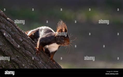 Squirrel in its habitat playing in nature Stock Photo - Alamy