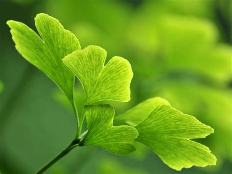 Ginkgo Biloba - DrWeil.com