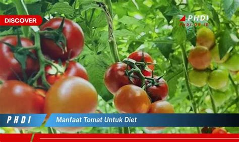 Temukan 7 Manfaat Tomat untuk Diet yang Jarang Diketahui