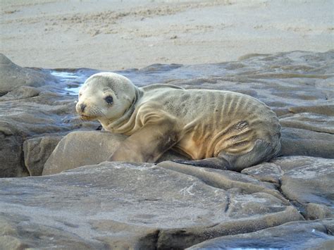 Slideshow: Starving sea lion pups overwhelming rescue efforts | 89.3 KPCC