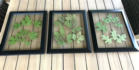 Pressed Leaves Art: How to Dry Leaves and Frame Them ⋆ Love Our Real Life