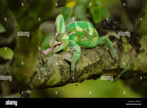 Closeup front view on hunting chameleon on tree branch Stock Photo - Alamy