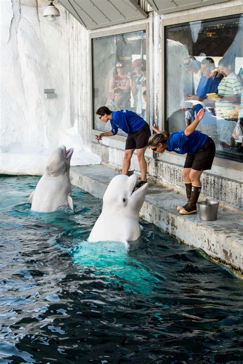 My Incredible Experience with the Beluga Whale Interaction Program at SeaWorld San Diego - Make ...