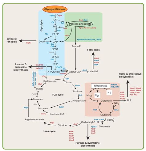 metabolic pathways chart - Google Search | Biological chemistry, Biochemistry, Systems biology