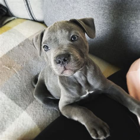 My blue staffy pup, follow @bluekingkeo for daily mischief Blue Staffy Puppy, Staffy Pups ...