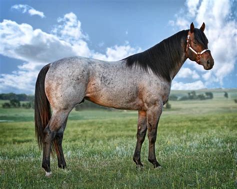 Gorgeous roan | Aqha horses, Horses, Horse breeds