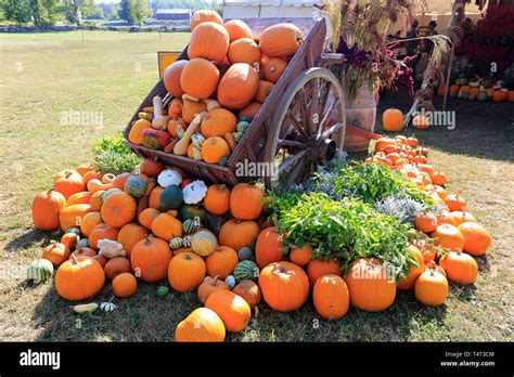 Autumn pumpkin scene Stock Photo - Alamy