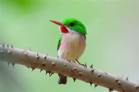 Birds of the Dominican Republic - Extreme Hotels Cabarete