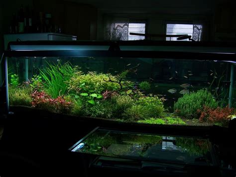 125 Gallon Planted Journal- Absolutely breathtaking tank | Fish tank ...