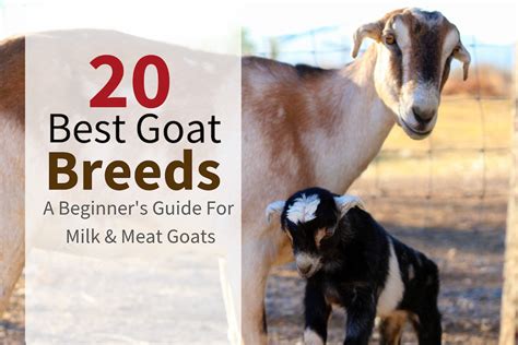 20 Best Goat Breeds