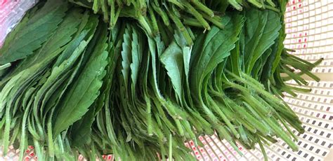 Perilla Leaves - Korean Ingredients | Institute of Culinary Education