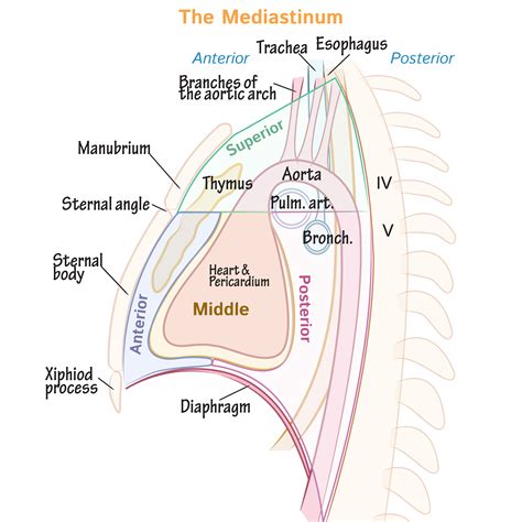 Anterior Mediastinum Contents