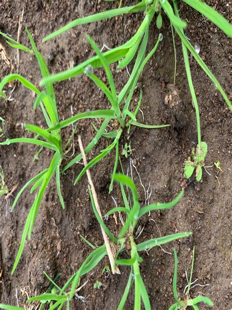 Annual bluegrass - UF/IFAS WFREC Weed Science Program - University of Florida, Institute of Food ...