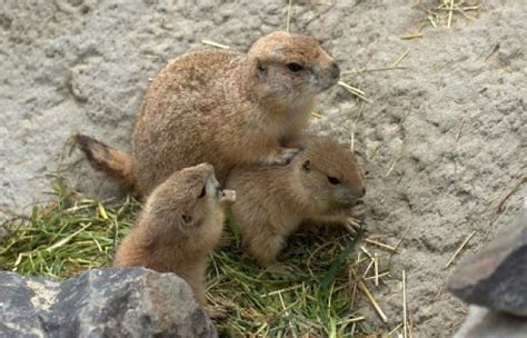 when do groundhogs have babies in ontario - Hwa Tirado