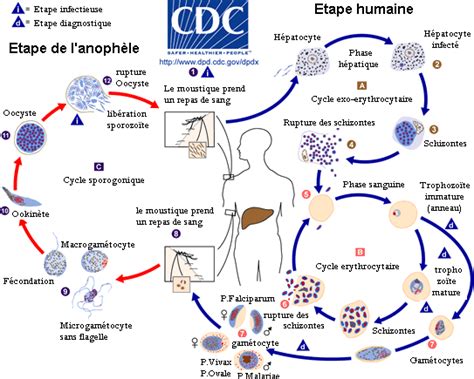 File:Malaria LifeCycle(French version).GIF - Wikimedia Commons