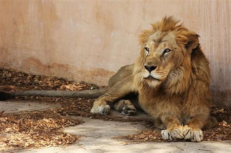 lion, indian lion, light brown lion, jaipur zoo, animal, wildlife, wild, zoology, mammal ...