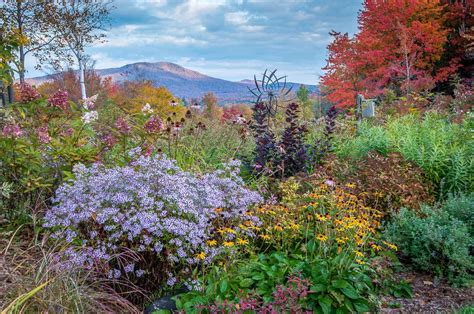 Our Top 10 Favorite Maryland Native Pollinator Perennials - Lauren's ...