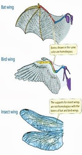 All-species fitness: Evolution and the walking shark