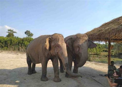 Cambodia Elephant Sanctuary - Cambodia Wildlife Sanctuaries Experience