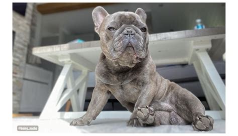 Blue Brindle French Bulldogs Are Rare, Expensive and Highly Sought-After - Rocky Kanaka