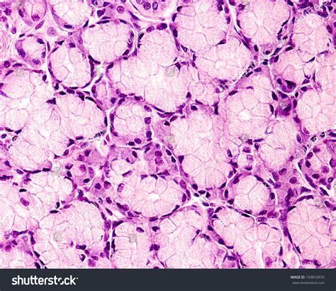 Mucous Acini Histology