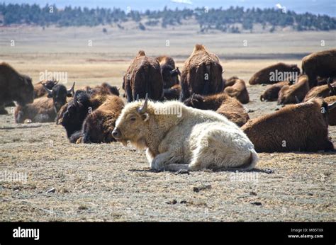 The white buffalo hi-res stock photography and images - Alamy