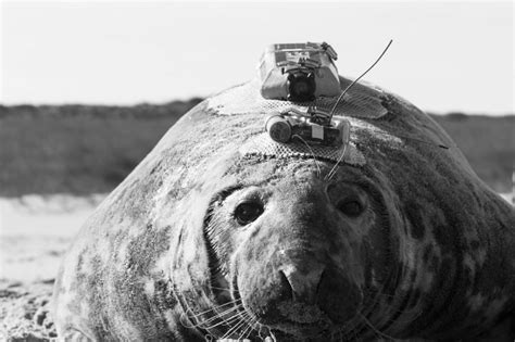 Emma the seal: bioprobes provide window into life on and off Sable Island