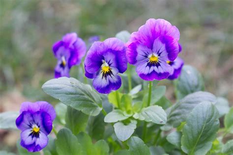 Violet Flower Growing Guides, Tips, and Information | Gardener's Path