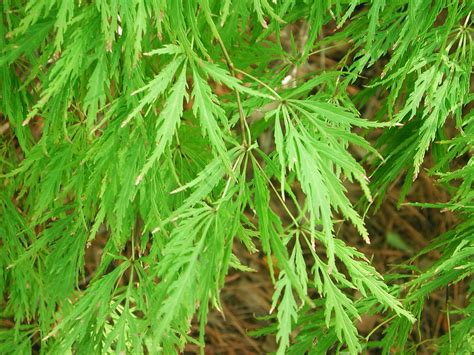 Lace-Leaf Japanese Maple | Nature Photo Gallery | Japanese maple tree, Japanese maple, Garden ...