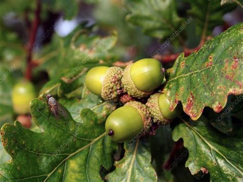 Quercus robur acorns (English Oak) - Stock Image - C001/9467 - Science Photo Library