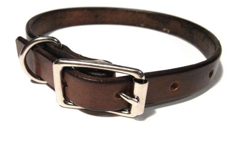 9 Types of Dog Collars, Worst to Best | USA Dog Behavior, LLC