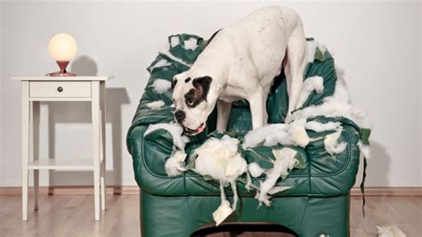 How to deal with a badly behaved dog | PetsRadar