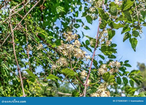 Vine of the Old Man Beard Plant with Inflorescences of White Flowers Stock Image - Image of ...