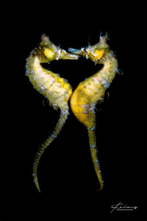 seahorse mating - Underwater Cameras Blog by Mozaik